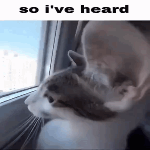 A Cat Is Looking Out Of A Window With The Words So I 'Ve Heard Below It GIF