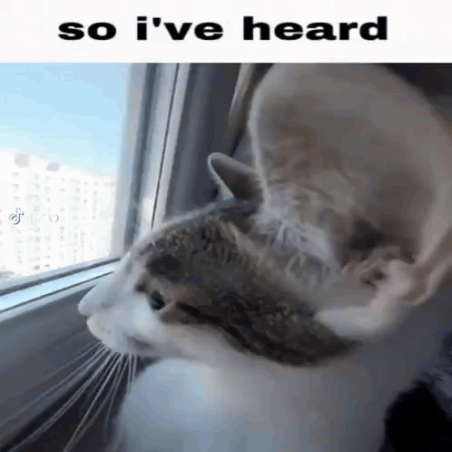 A Cat Is Looking Out Of A Window With The Words `` So I 'Ve Heard '' Below It . GIF