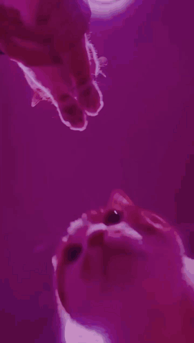A Cat Is Looking Up At Its Reflection In The Water GIF