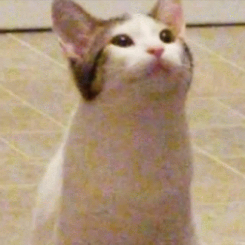 A Cat Is Looking Up With Its Mouth Open . GIF