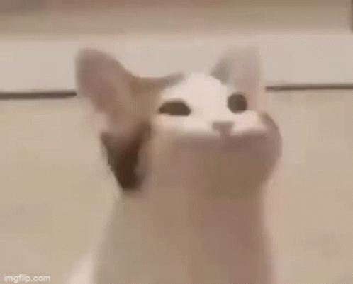 A Cat Is Making A Funny Face With Its Mouth Open And The Word Hazy Written Above It . GIF
