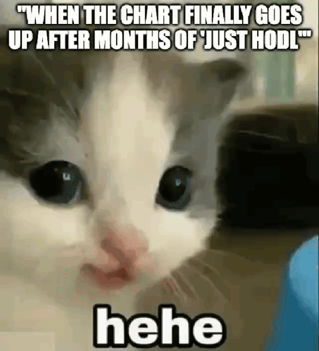 A Cat Is Making A Funny Face With The Caption When The Chart Finally Goes Up After Months Of Just Hodl . GIF