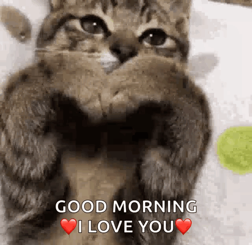 A Cat Is Making A Heart With Its Paws And Saying Good Morning I Love You . GIF
