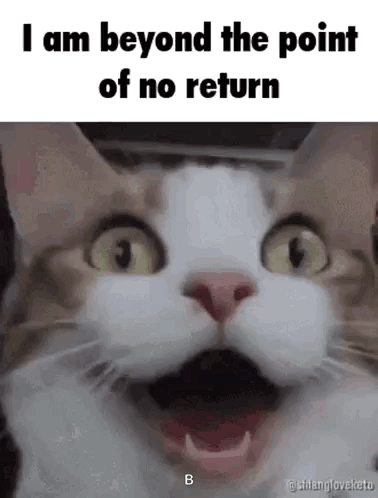 A Cat Is Making A Surprised Face With Its Mouth Open . GIF