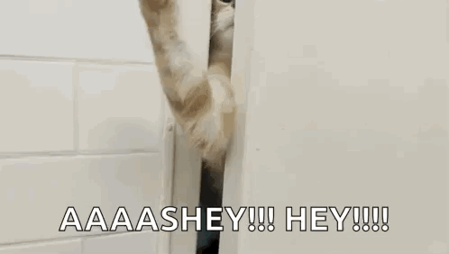 A Cat Is Peeking Out From Behind A Door And Saying `` Aaaashhey !!! Hey !!! '' . GIF