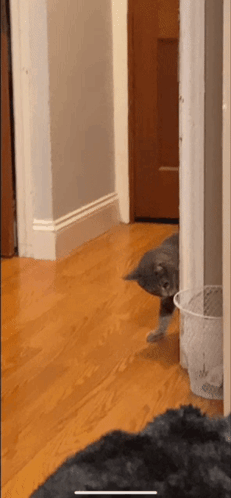A Cat Is Peeking Out From Behind A Door Next To A Trash Can . GIF