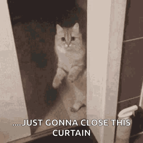 A Cat Is Peeking Out From Behind A Door With The Words `` Just Gonna Close This Curtain '' . GIF