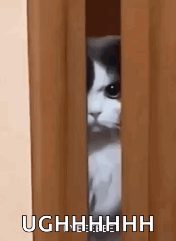 Cat Peeking Out From Behind Wooden Door GIF