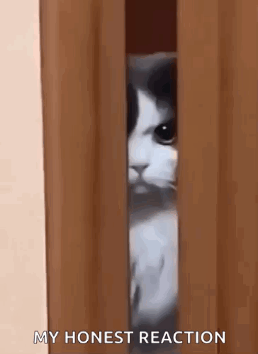 A Cat Is Peeking Out From Behind A Wooden Door . GIF