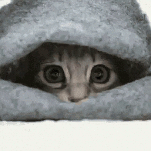 A Cat Is Peeking Out From Under A Blanket And Looking At The Camera . GIF