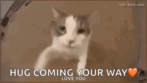 A Cat Is Peeking Out Of A Box With The Words `` Hug Coming Your Way Love You '' Written On It . GIF