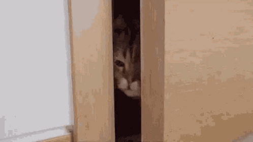 A Cat Is Peeking Out Of A Door . GIF