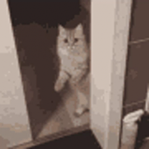 A Cat Is Peeking Out Of A Doorway . GIF