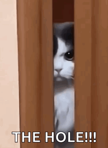 A Cat Is Peeking Out Of A Doorway With The Words `` The Hole ! '' GIF