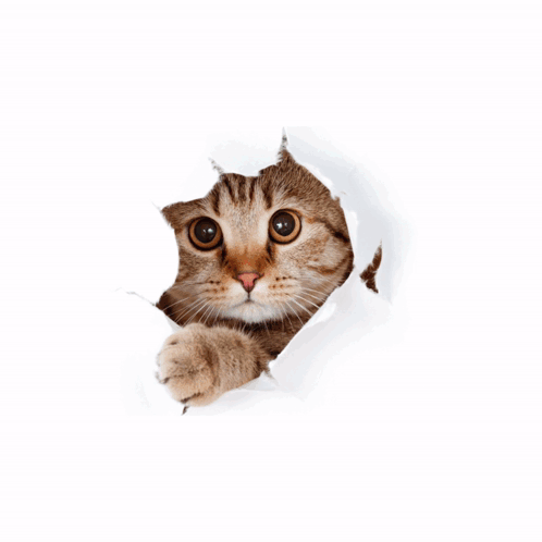 A Cat Is Peeking Out Of A Hole In A Piece Of Paper That Says Tg Groody GIF