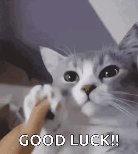 A Cat Is Petting A Person 'S Hand And Says Good Luck . GIF