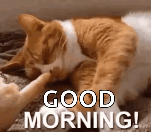 A Cat Is Petting Another Cat 'S Paw While Laying On A Bed And Says `` Good Morning '' . GIF
