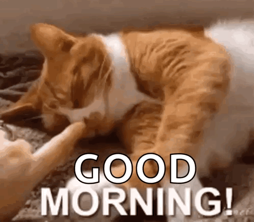 A Cat Is Petting Another Cat 'S Paw While Laying On A Couch . GIF