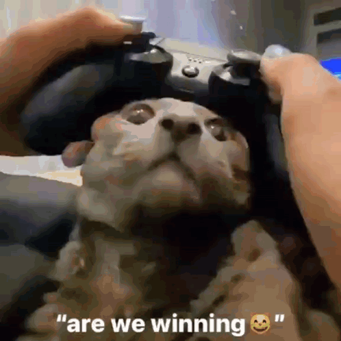 Cat Playing Video Game With Controller GIF