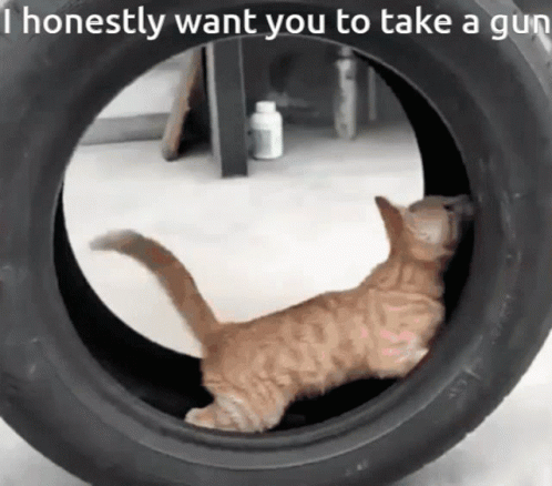 A Cat Is Playing In A Tire And The Caption Says I Honestly Want You To Take A Gun GIF