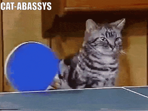 A Cat Is Playing Ping Pong With A Blue Ball And The Caption Cat-Abassys Is Above It GIF