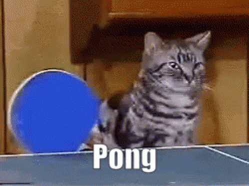 A Cat Is Playing Pong On A Table With A Blue Ball GIF