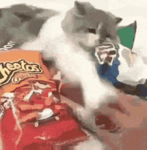 A Cat Is Playing With A Bag Of Cheetos On A Bed . GIF