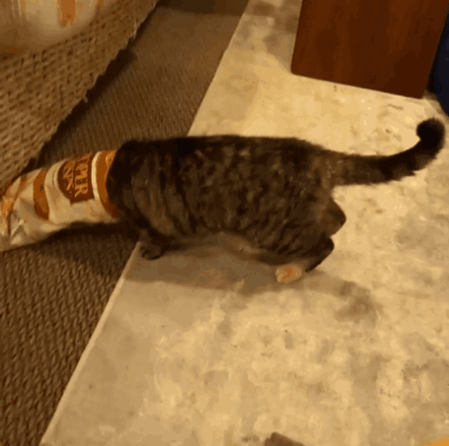 A Cat Is Playing With A Bag That Says Super Paws On It GIF