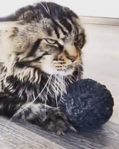 A Cat Is Playing With A Ball Of Yarn . GIF