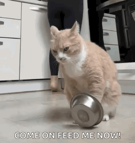 a cat is playing with a bowl in a kitchen and a woman is standing behind it .