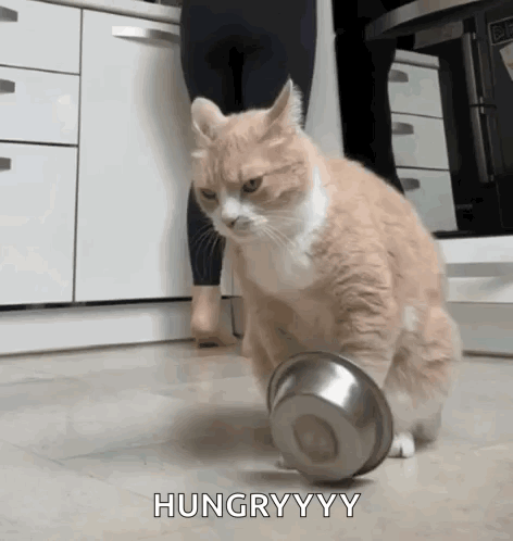A Cat Is Playing With A Metal Bowl In A Kitchen And The Cat Is Hungry . GIF