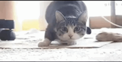 A Cat Is Playing With A Mouse On A Cardboard Box . GIF