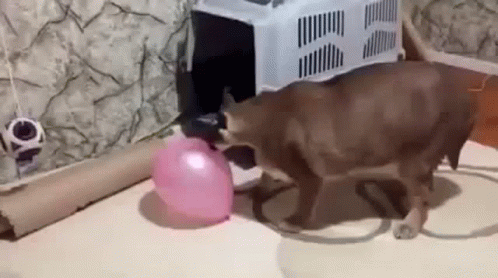 A Cat Is Playing With A Pink Balloon On The Floor In A Room . GIF