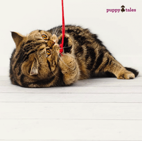 A Cat Is Playing With A Red String And The Words Puppy Tales Are On The Bottom GIF
