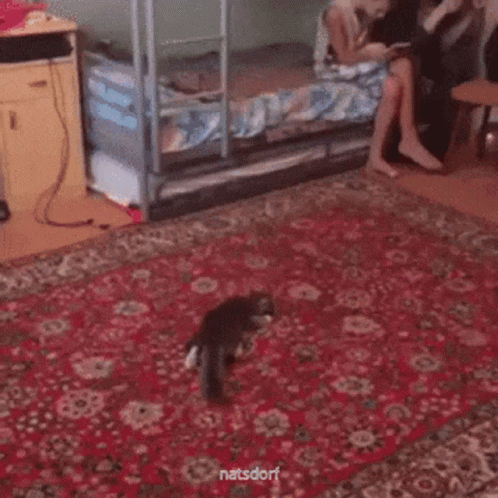A Cat Is Playing With A Soccer Ball On A Rug In A Bedroom . GIF