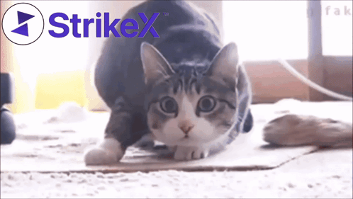 A Cat Is Playing With A Strikex Logo GIF