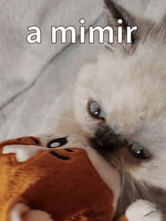 A Cat Is Playing With A Stuffed Animal With The Words " A Mimir " Above It GIF
