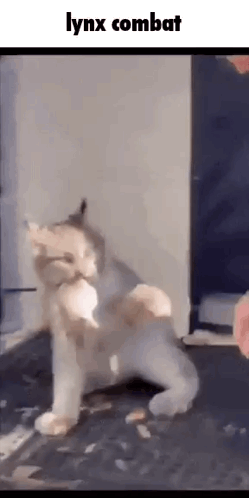 A Cat Is Playing With A Toy On The Floor And A Person Is Holding It . GIF