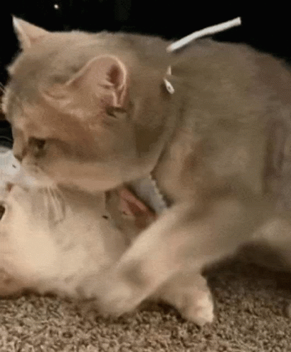 A Cat Is Playing With Another Cat On The Floor GIF