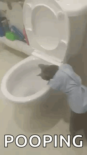 A Cat Is Pooping On A Toilet In A Bathroom GIF