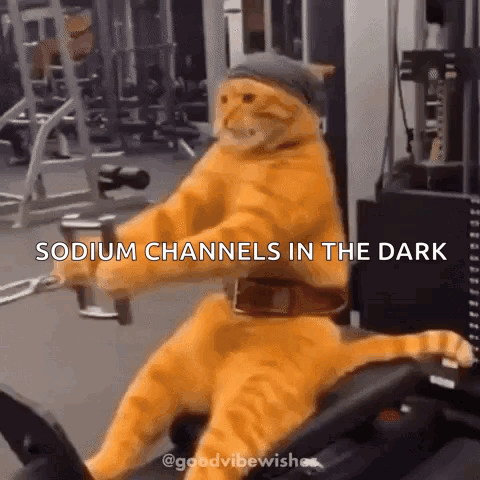 A Cat Is Riding A Bicycle In A Gym With The Caption Sodium Channels In The Dark . GIF