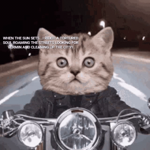 A Cat Is Riding A Motorcycle With A Caption That Says " When The Sun Sets I Ride " GIF