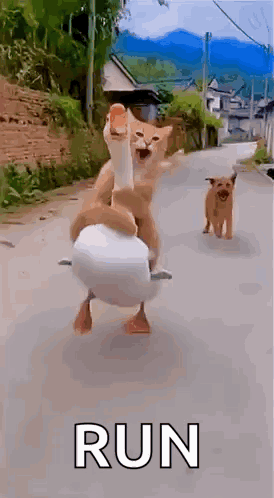A Cat Is Riding On The Back Of A Duck On A Street . GIF