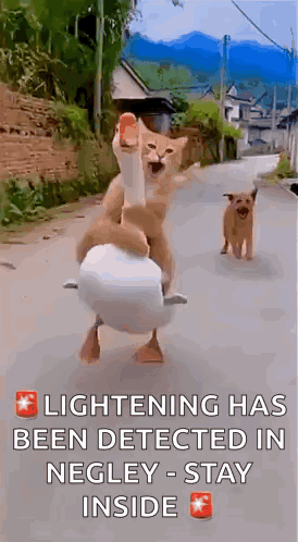 A Cat Is Riding On The Back Of A Goose While A Dog Looks On . GIF