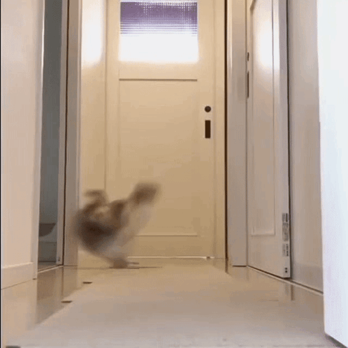 A Cat Is Running Down A Hallway In Front Of A White Door . GIF