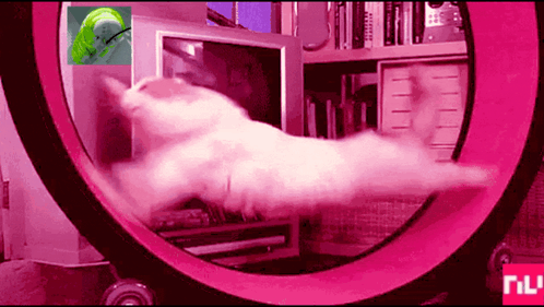 A Cat Is Running On A Pink Hamster Wheel With The Word Nu In The Corner GIF