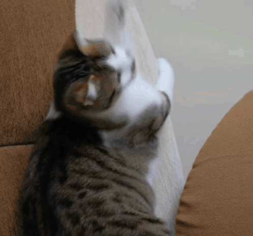 A Cat Is Scratching A Piece Of Paper On A Brown Couch GIF