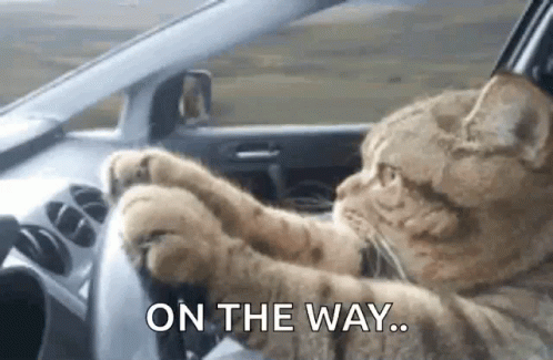 A Cat Is Sitting At The Steering Wheel Of A Car . GIF