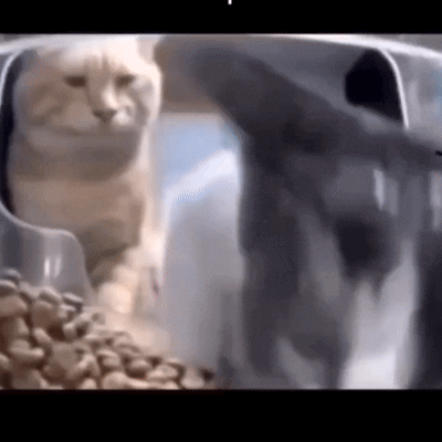A Cat Is Sitting In A Bowl Of Cat Food . GIF
