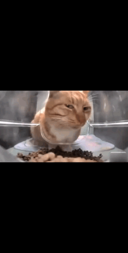 A Cat Is Sitting In A Bowl Of Food And Looking At The Camera GIF